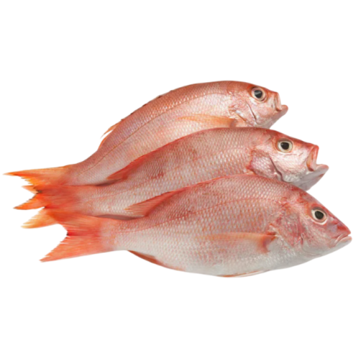 Red Snapper Fish